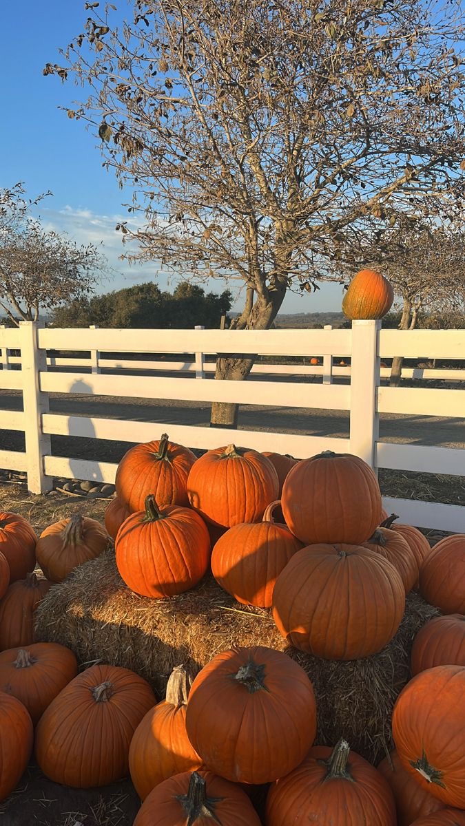 Fall Festivities and Events Approach