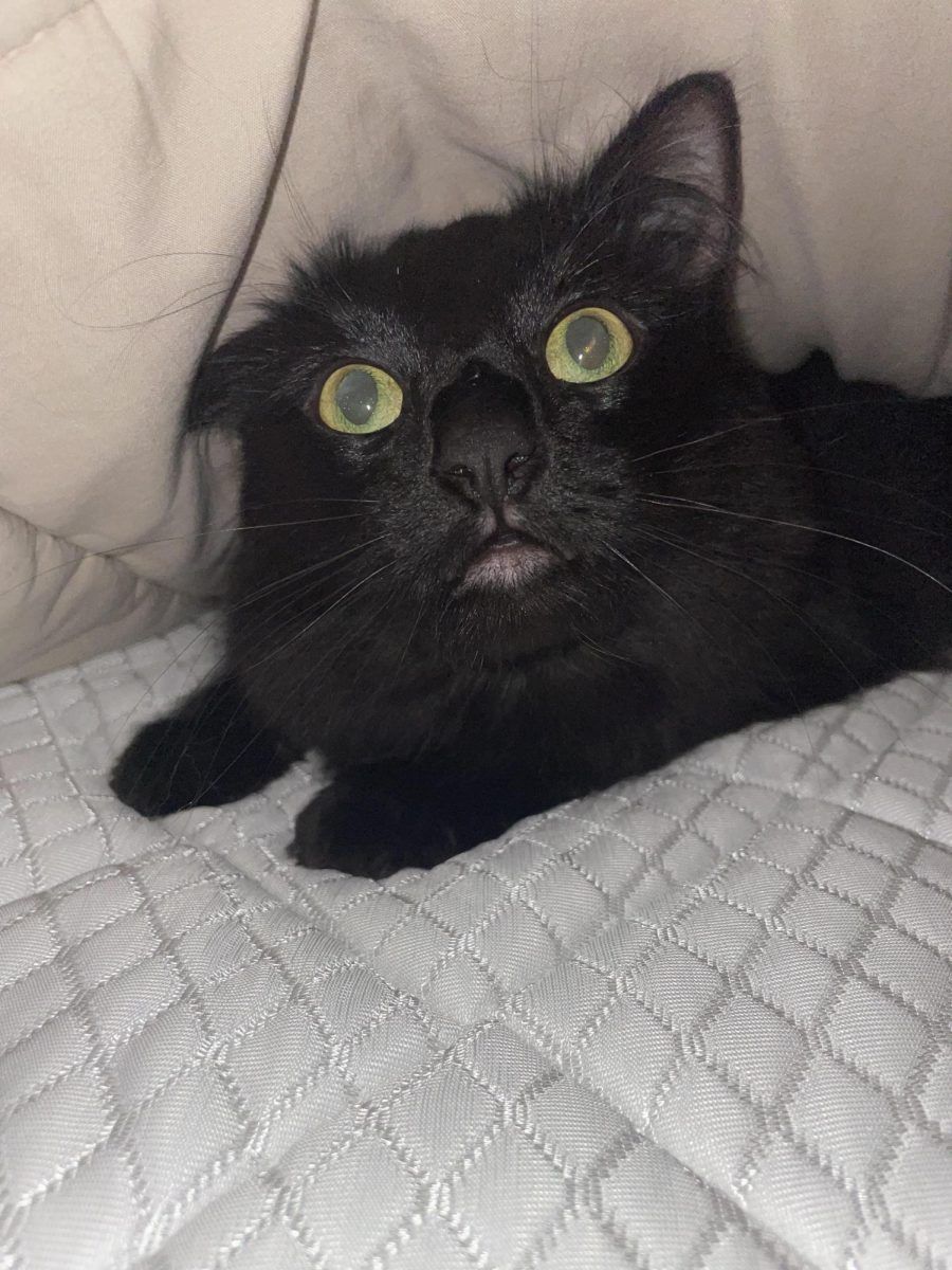 Your cat is probably the most dangerous thing you own, and it's not even close.